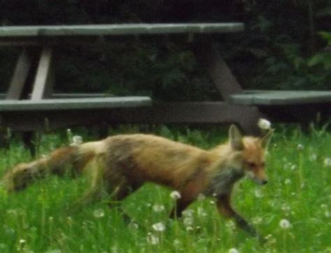 We did not find results for: Piege A Renard Fait Maison | Ventana Blog