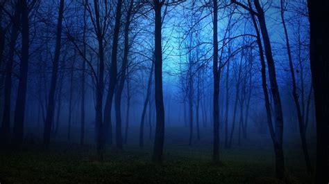 Forest Nature Tree Landscape Night Fog Mist Dark Spooky Wallpaper