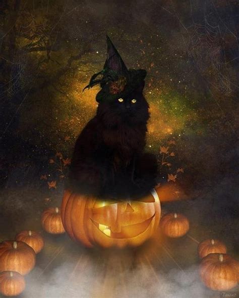 Beautiful Black Halloween Cat Pictures Photos And Images For Facebook