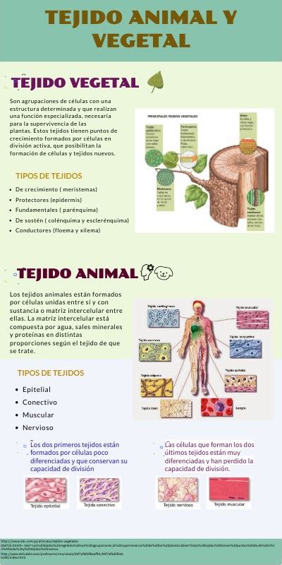 Tejido Vegetal Y Animal