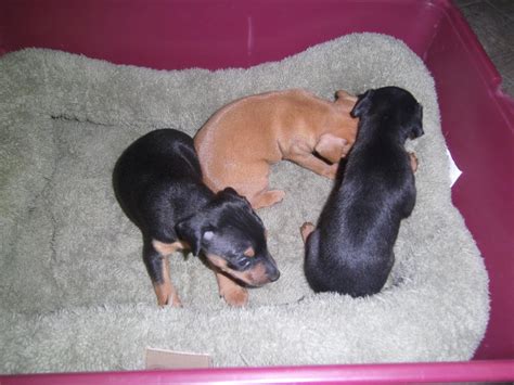 Miniature Pinscher Puppies For Sale Palatka Fl 101661