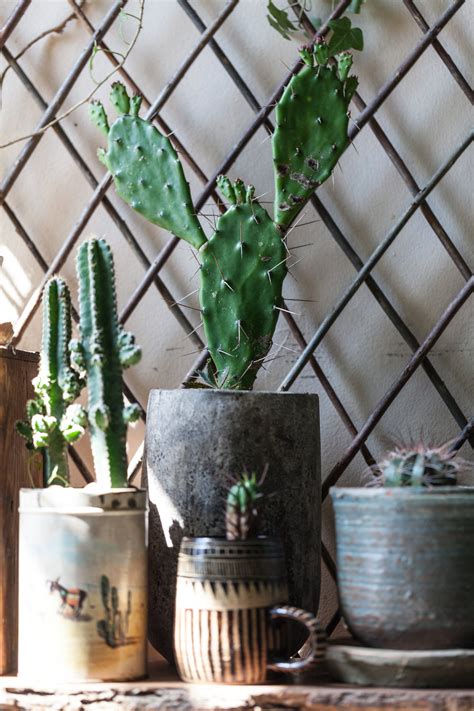 How do i start a new cactus from the mother? Dormancy in succulents — HOMESTEAD BROOKLYN