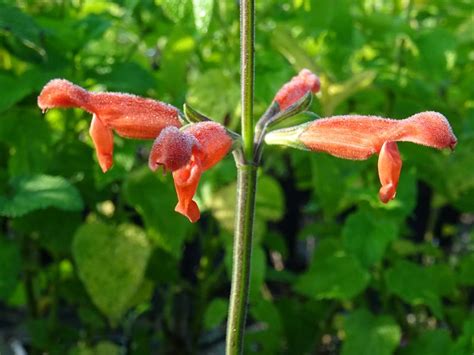 Salvia Stolonifera Pépinière B Lacrouts
