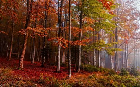 Nature Landscape Fall Mist Forest Colorful Ferns