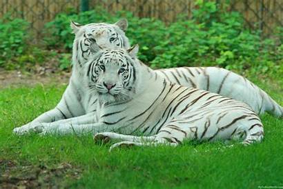 Tiger Tigers Stukenbrock Desktop Wikipedia Cubs Animals