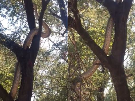Viral Snake Videos Video Giant Snake Slithers On Tree In Karnataka