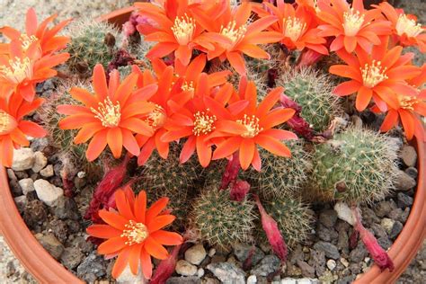 ¿cuándo es el mejor momento para trasplantar? 7 cactus globulares para maceta o jardín | Jardineria On