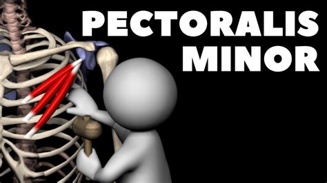 Pectoralis Minor In 3D Origin Insertion YouTube