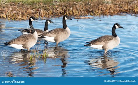 Canada Geese In A Pond Stock Image Image Of Canada Feathers 61660097