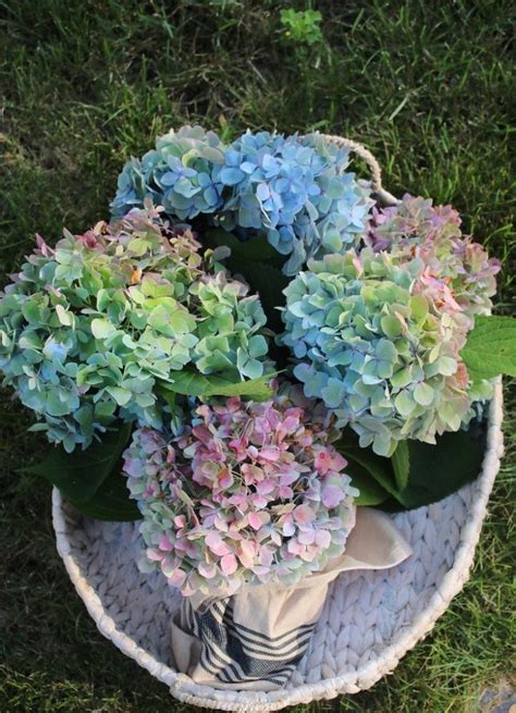 Drying Hydrangeas The Right Way Learn How To Dry Your Beautiful