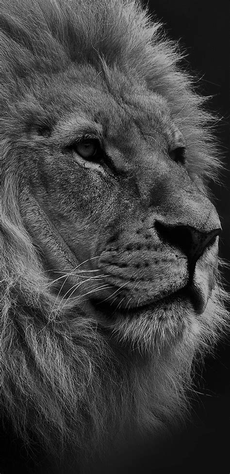 Lion Face Black And White Wallpaper
