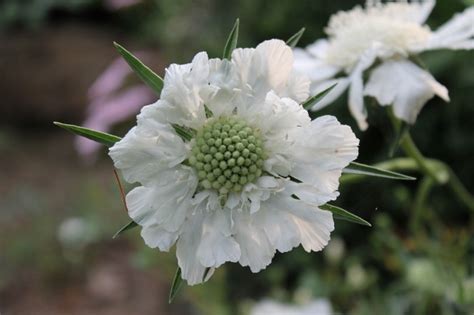 Duifkruidschurftkruid Scabiosa Caucasica Alba Planten Online Kopen