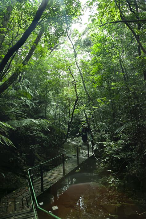 The Flourishing Subtropical Forest Of Okinawa Pen ペン
