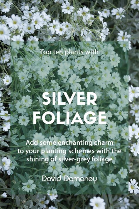 Top Ten Plants With Silver Foliage David Domoney