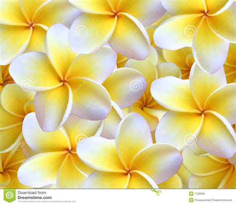 Here are some more high quality images from istock. Plumeria Background Royalty Free Stock Photo - Image: 7709555