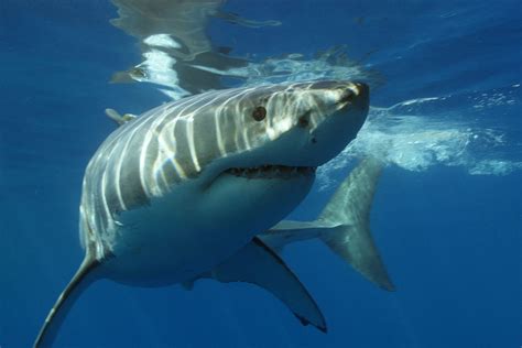 Incredible Facts About Great White Sharks Free The Ocean