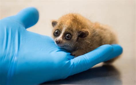 New Pygmy Slow Loris Baby In Cleveland Zooborns