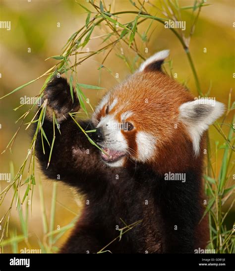 Lesser Panda Eating High Resolution Stock Photography And Images Alamy