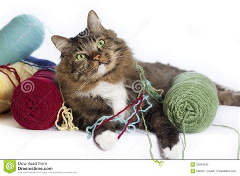 Cat With Yarn Stock Photo Image Of Eyes Feline Gould