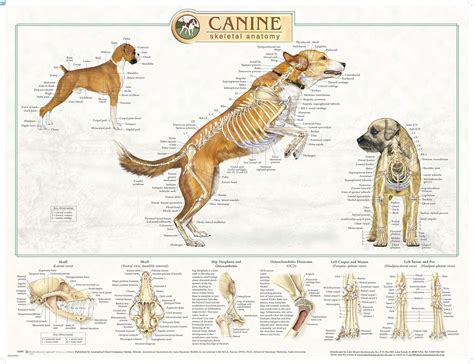 Canine Anatomy Complete Set Of 3 Charts Buy The Set And Save Au Industrial