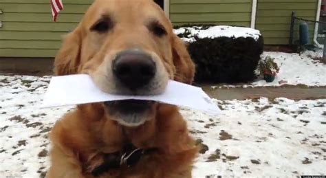 Log in and enjoy your email. Dog Retrieves Mail: Postal Worker Films The Best Part Of ...