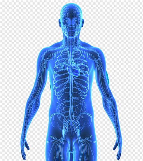 Blue Human Digital Anatomy Human Body Human Skeleton Circulatory