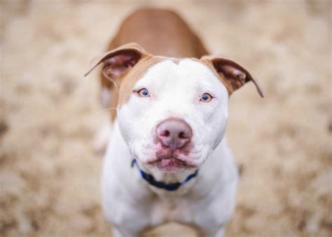 Check spelling or type a new query. How Can I Tell If My Dog Is a Pit Bull? | ThriftyFun
