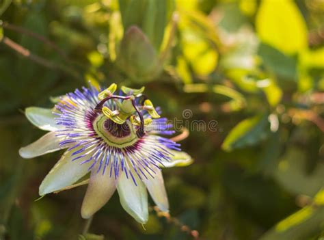 Beautiful Flower Plants Passion Flower Passiflora Closeup In Sunny Day
