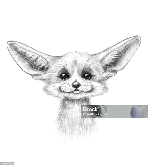Cute Fennec Fox Easy How To Draw A Fox Lots Of Plush Fennec Foxes
