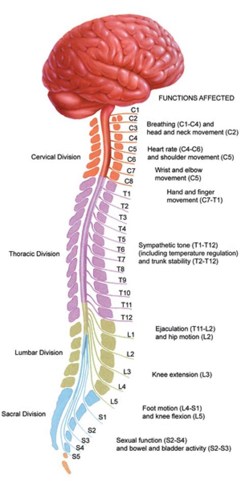 Brain And Spinal Cord Diagram Anatomy Chart Of Spinal Cord Labeled