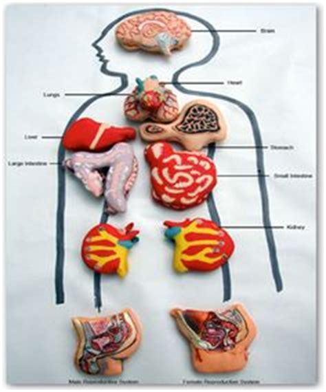 1000+ images about digestive system on Pinterest | Body ...