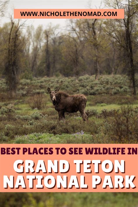 The 7 Best Places To See Wildlife In Grand Teton National Park