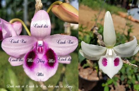 Hoa lan đột biến bảo duy 5 cánh trắng có giá trị lớn, nhưng liệu giá trị có đến 5,6 tỷ đồng hay không là câu hỏi của nhiều người khi tò mò về các thương vụ chuyển nhượng hoa lan. Cách nhận biết lan phi điệp 5 cánh trắng | Lan Tự Nhiên