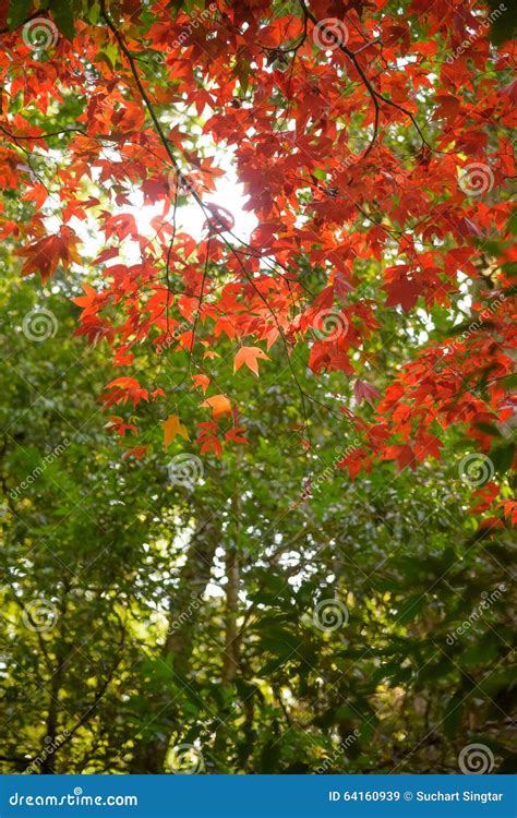 Red Maple In The Forest Stock Image Image Of Maple Autumn 64160939