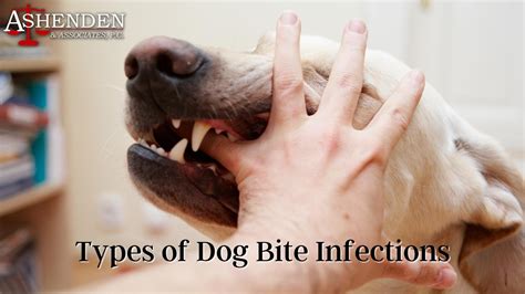 Types Of Dog Bite Infections Ashenden And Associates