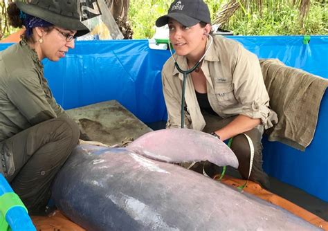 Shedd Veterinarian Helps Bolivian River Dolphins