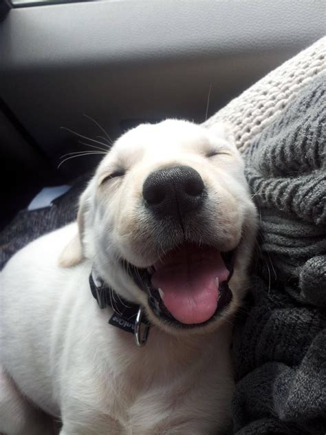 15 Funny Pictures Of Dogs With The Happiest Smile