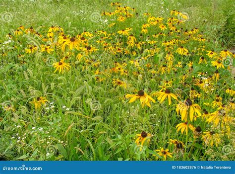 Yellow Daisies Field Stock Photo Image Of Green Meddow 183602876