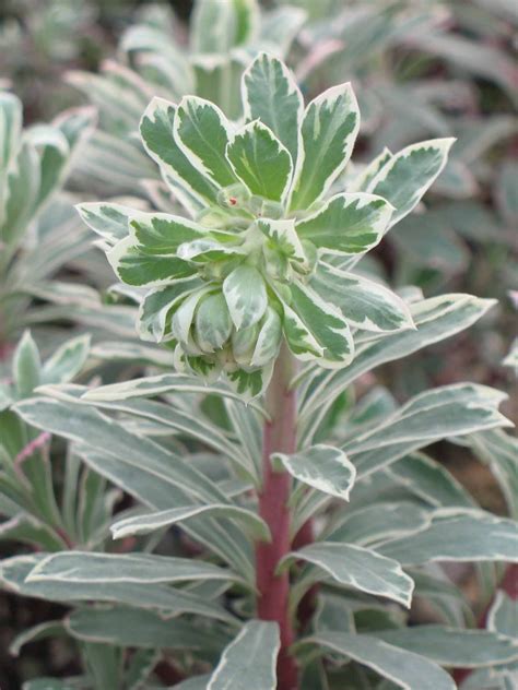 In the spring silver swan blooms with creamy white flowers. Silver Swan Euphorbia | Plants4Home