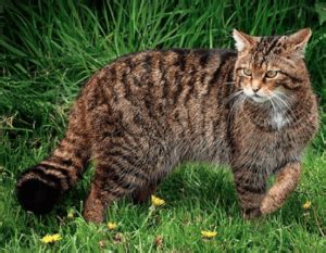 Does your cat need a tummy tuck? - Heal at Home Pet Care