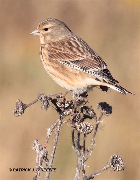 The following table shows the 200 most popular given names for male and female babies born during the 1900s. Raw Birds: COMMON LINNET (Linaria cannabina) female ...