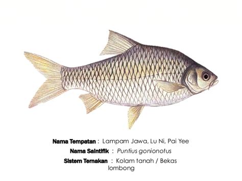 Ikan ini termasuk ke dalam jenis ikan. IKAN AIR TAWAR MALAYSIA: IKAN LAMPAM JAWA