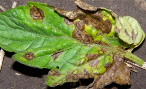 Early blight is a common tomato disease caused by the fungus alternaria solani. Wasatch Community Gardens | Salt Lake City, Utah - Early ...