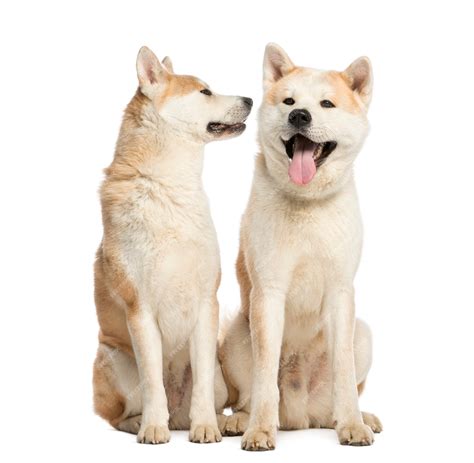 Premium Photo Two Akita Inus Sitting And Interacting Isolated On White