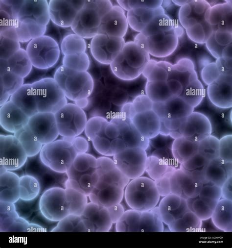 Germ Cells Under A Microscope
