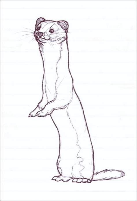 Standing Weasel By Nikkiburr On Deviantart Animal Sketches Animal
