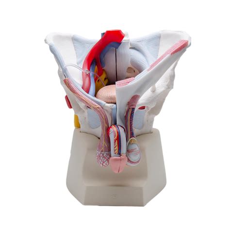 The pelvis's frame is made up of the bones of the pelvis, which connect the axial skeleton to the femurs, and therefore acts in weight bearing of. Male pelvis with ligaments, vessels, nerves, pelvic floor ...
