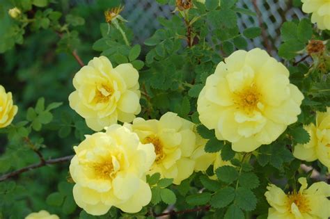 She cried so when i left her, it's like to broke my heart, and if we ever meet again, we'd never walk apart. The Yellow Rose of Texas isn't from Texas