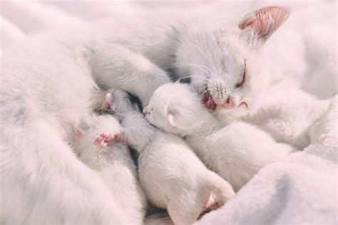 Why Do Cats Hiss National Kitty Pregnant Cat Newborn Kittens