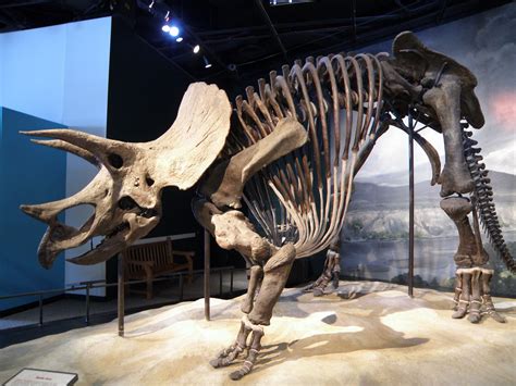 Triceratops Skeleton On Display At The Science Museum Of Minnesota Its As Large As A Full
